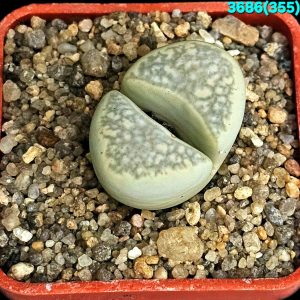 Lithops herrei -C 355 (5x5)-3586(355)