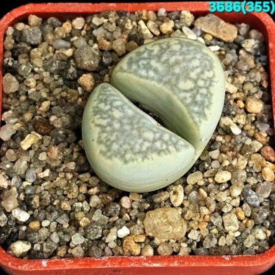 Lithops herrei -C 355 (5x5)-3586(355)