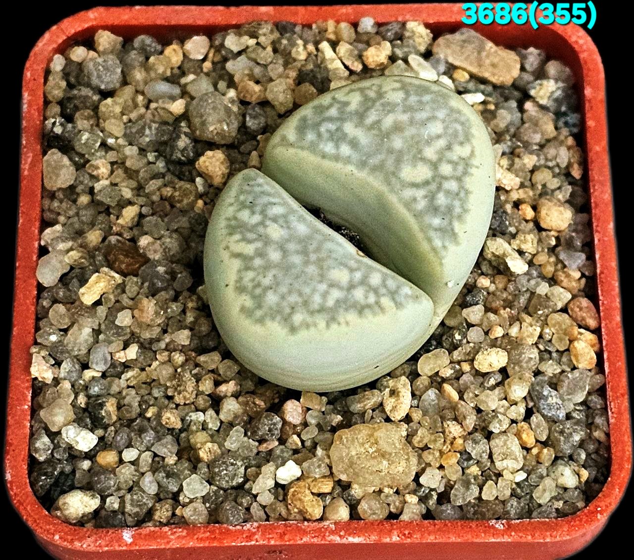 Lithops herrei -C 355 (5x5)-3586(355)