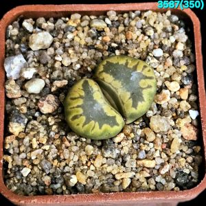 Lithops otzeniana -C 350 (5x5)-3587(350)