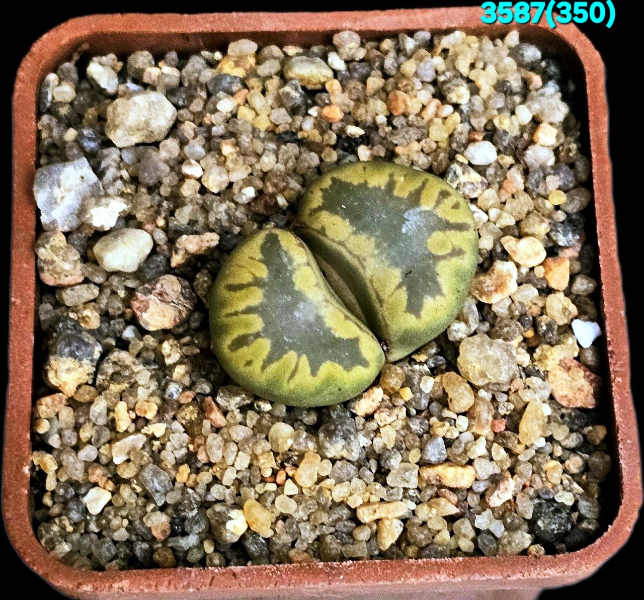 Lithops otzeniana -C 350 (5x5)-3587(350)