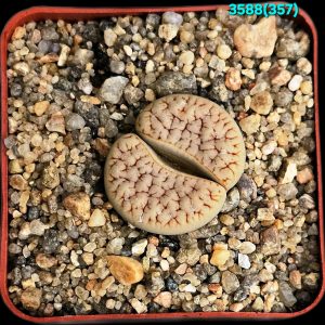 Lithops pseudotruncatella ssp. dendritica- C 357 (5x5)-  3588(357)