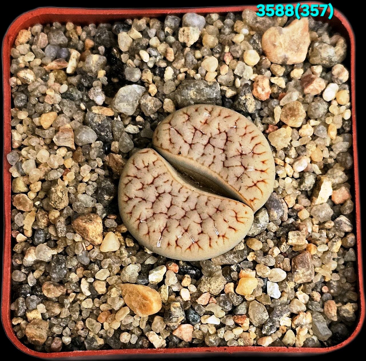 Lithops pseudotruncatella ssp. dendritica- C 357 (5x5)-  3588(357)