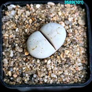 Lithops ruschiorum - C 101 (5x5)-3589(101)