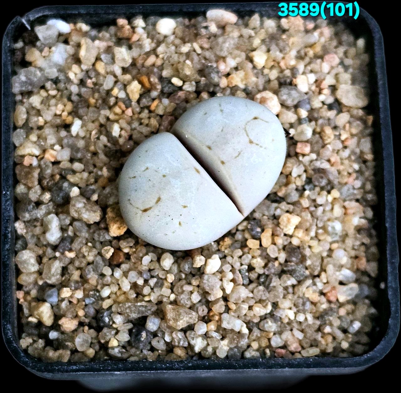Lithops ruschiorum - C 101 (5x5)-3589(101)