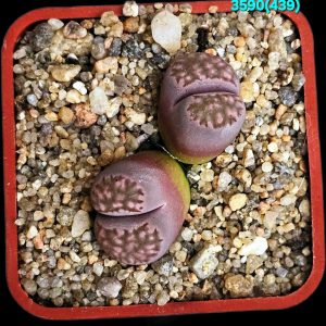 Lithops salicola cv. Bacchus -MG 1709.4 (2h)(5x5)-3590(439)
