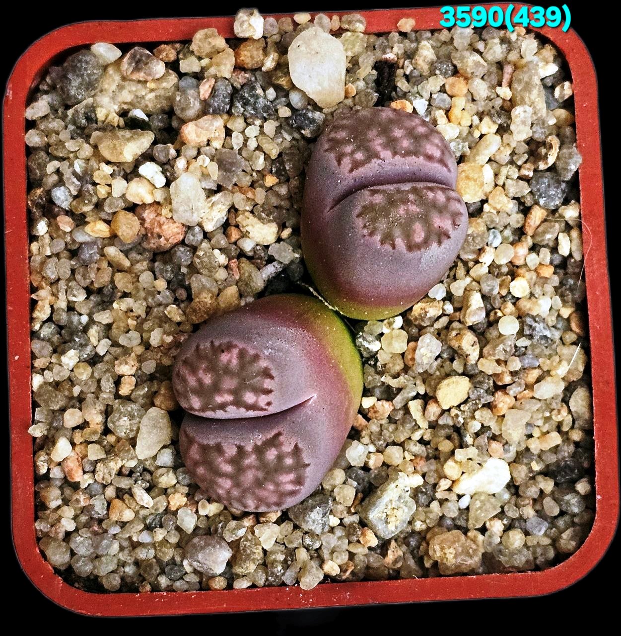 Lithops salicola cv. Bacchus -MG 1709.4 (2h)(5x5)-3590(439)