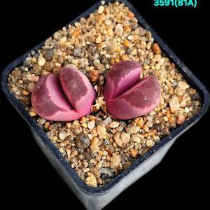 Lithops optica `Rubra -C 81A (2h)(5x5)-3591(81A)