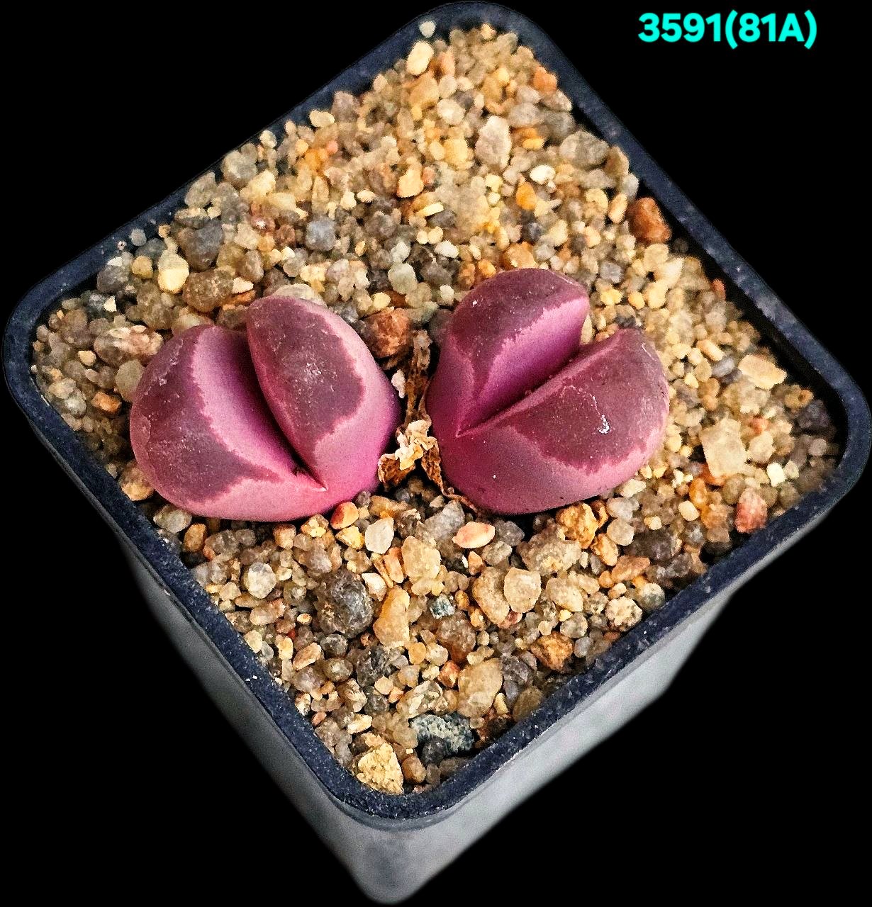 Lithops optica `Rubra -C 81A (2h)(5x5)-3591(81A)