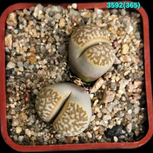 Lithops marmorata (syn. framesii) - C 365 (5x5)-3592(365)