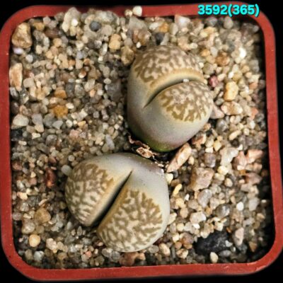 Lithops marmorata (syn. framesii) - C 365 (5x5)-3592(365)