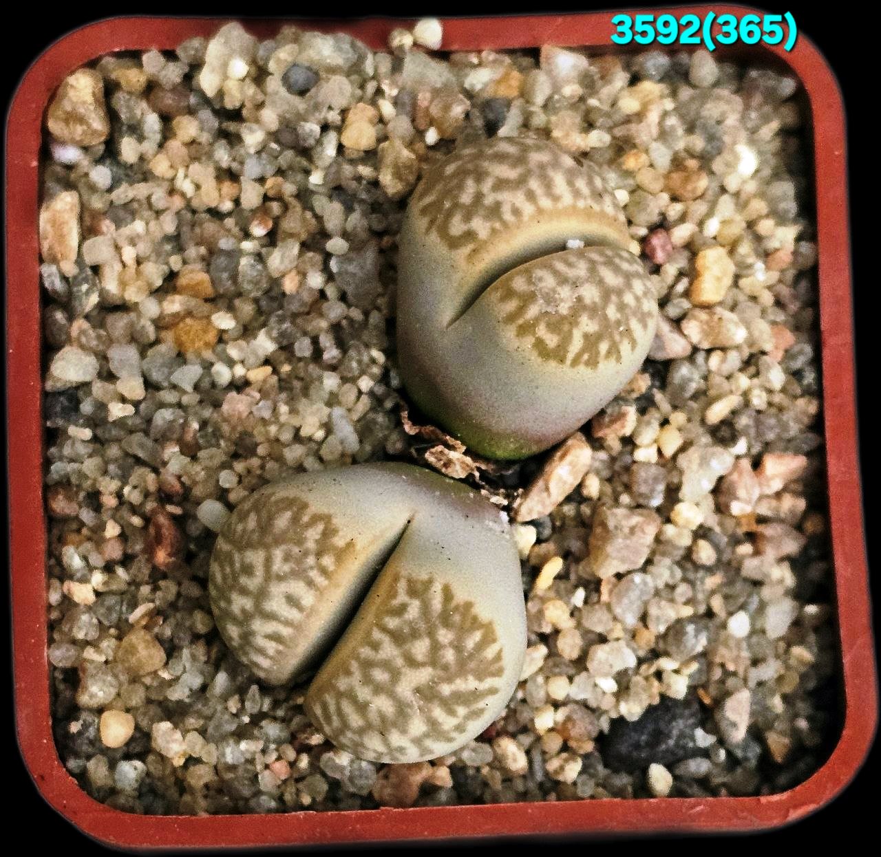 Lithops marmorata (syn. framesii) - C 365 (5x5)-3592(365)