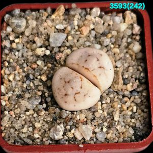 Lithops ruschiorum - C 242 (5x5)-3593(242)