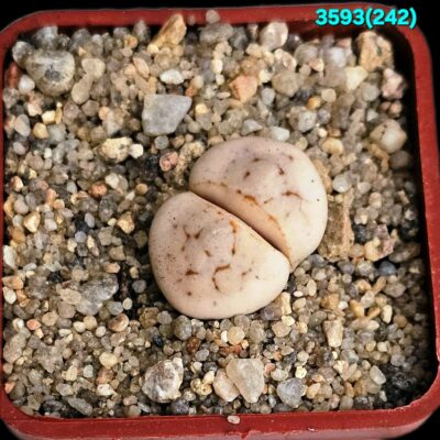Lithops ruschiorum - C 242 (5x5)-3593(242)