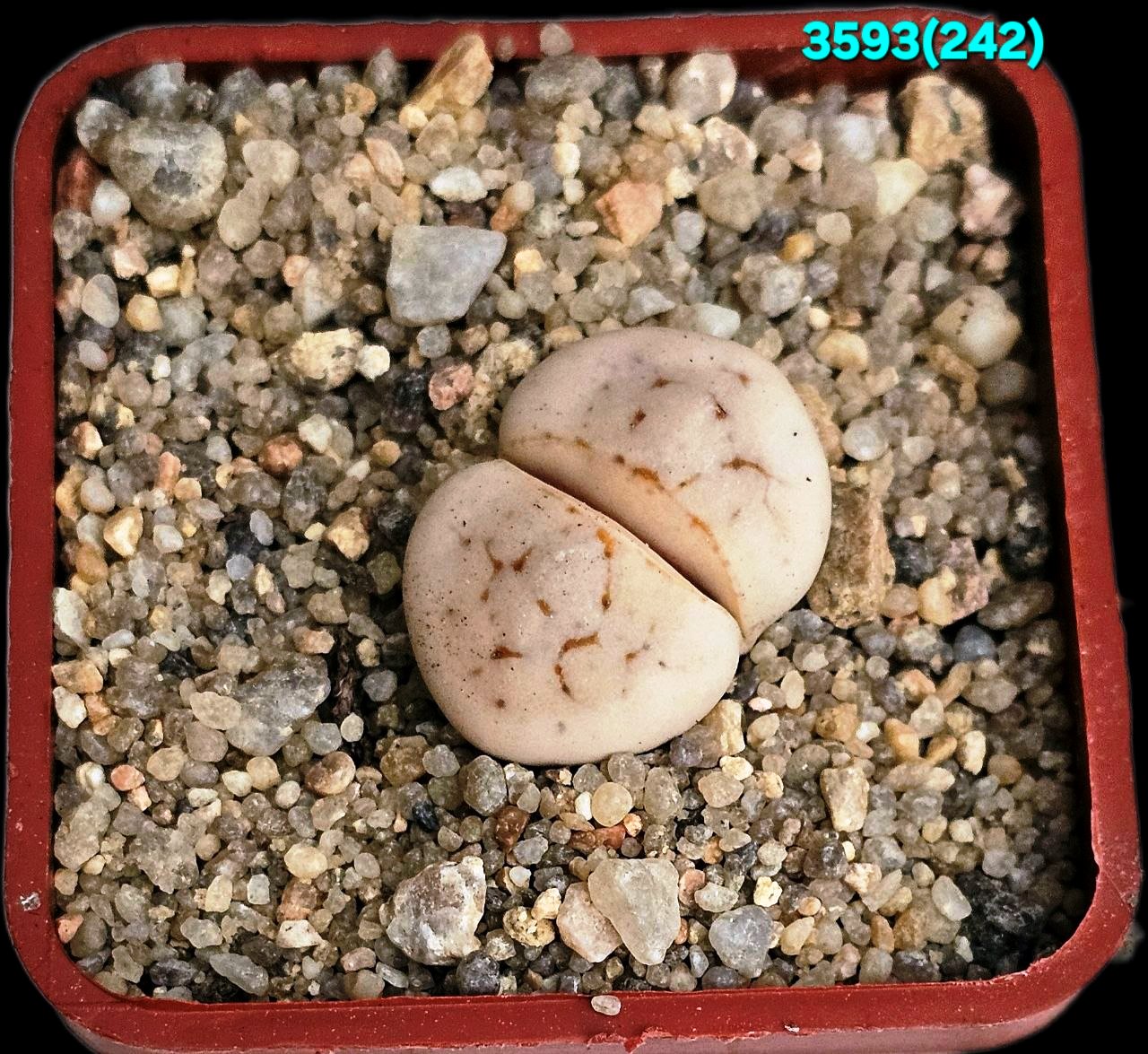 Lithops ruschiorum - C 242 (5x5)-3593(242)