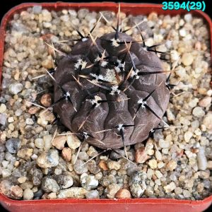 Gymnocalycium esperansae –RS 2248 (5x5)-3594(29)