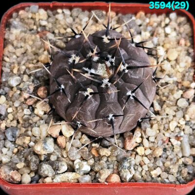 Gymnocalycium esperansae –RS 2248 (5x5)-3594(29)