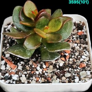 Crassula ovata `Crosby`s Compact Yellow` (7x7)-3595(101)