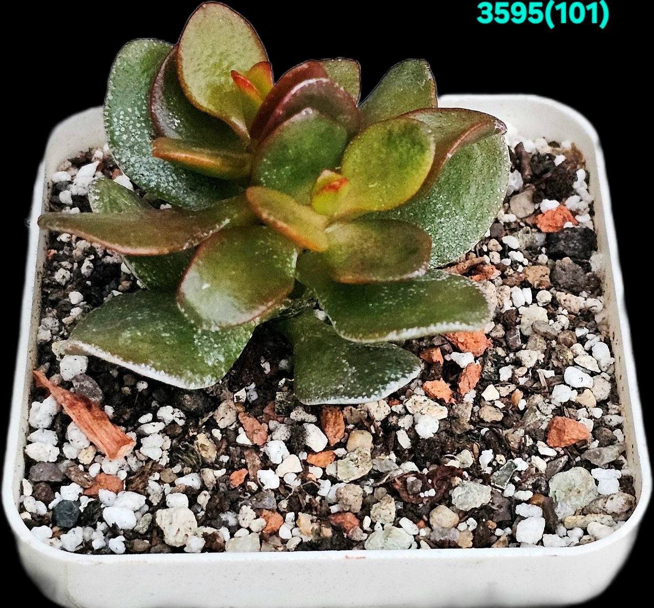 Crassula ovata `Crosby`s Compact Yellow` (7x7)-3595(101)