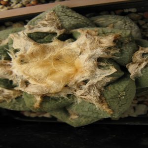 Ariocarpus lloydii насіння