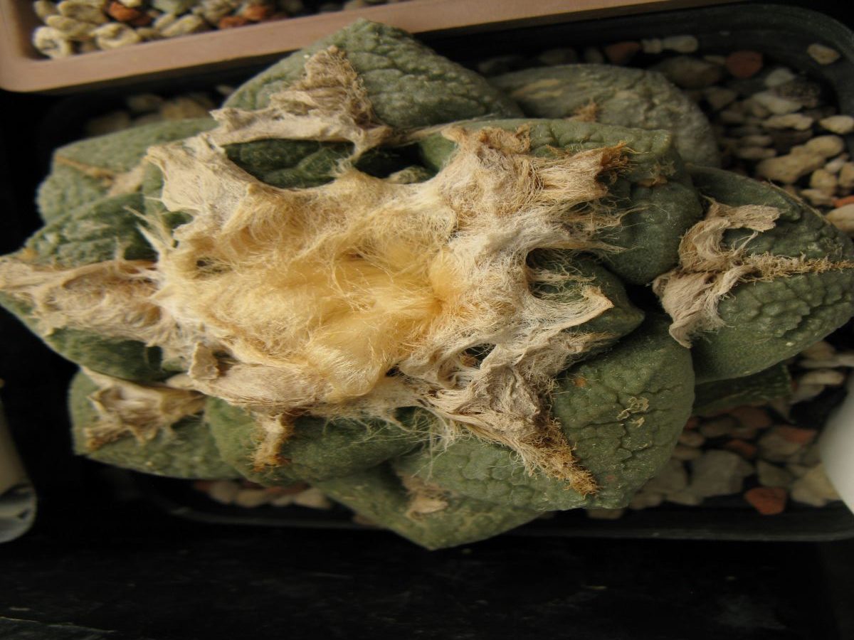 Ariocarpus lloydii насіння