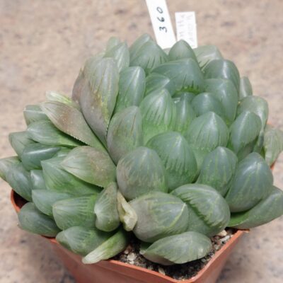 360 Haworthia obtusa ‘Murasaki’ hybrid F2