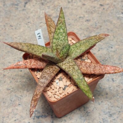 363 Gasteria batesiana hybrid