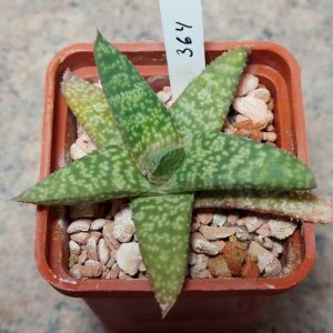 364 Gasteria batesiana hybrid