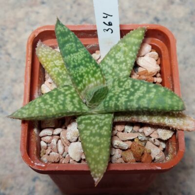 364 Gasteria batesiana hybrid