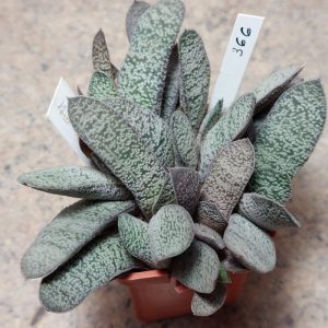 366 Gasteria ellaphieae x baylissiana SH весь горщик