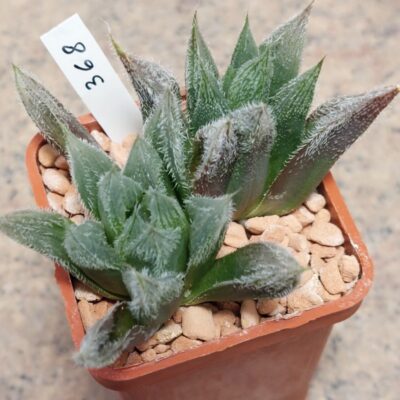 368 Haworthia cooperi v. venusta hybrid весь горшик