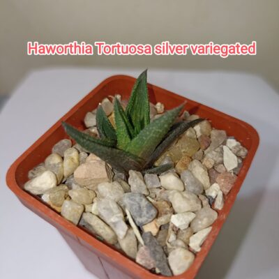 Haworthia Tortuosa Silver Variegata