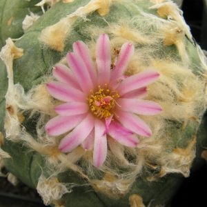 Lophophora jordaniana насіння