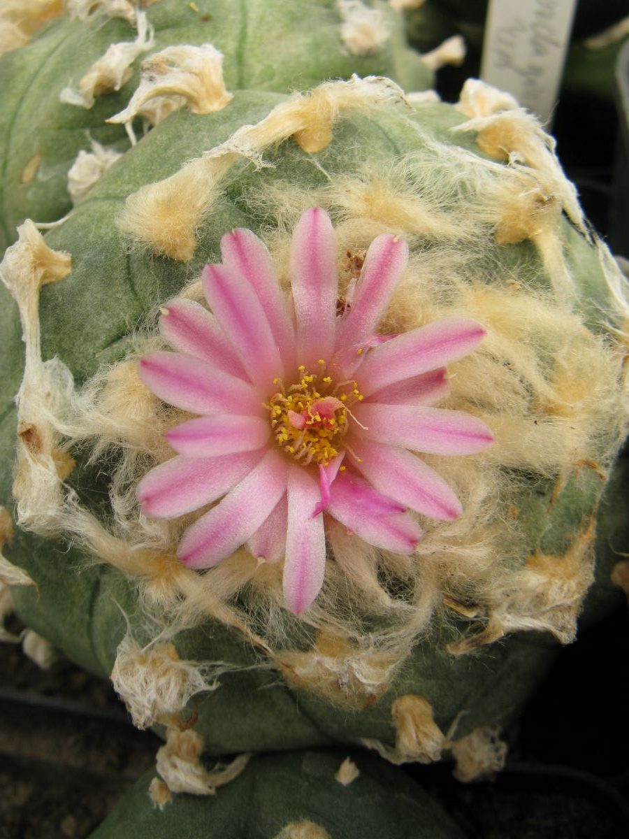 Lophophora jordaniana насіння