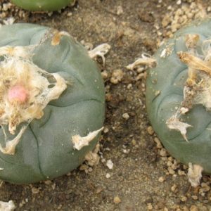 Lophophora williamsii RS375 насіння