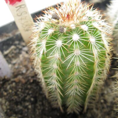 Echinocereus reichenbachii v albispinus