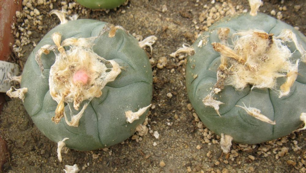 Lophophora williamsii RS375 насіння