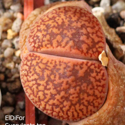 насіння lithops aucampiae C256 seeds