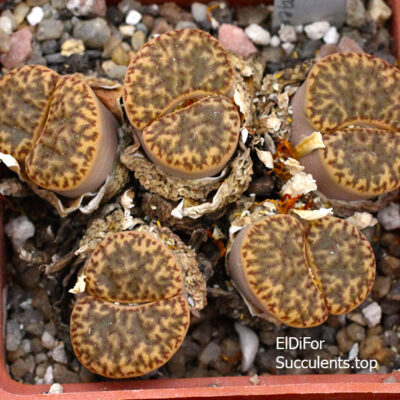 насіння lithops bromfildii C57 seeds