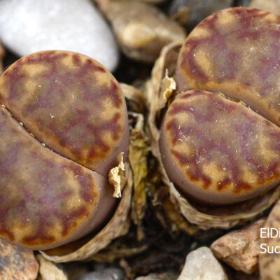 насіння lithops bromfildii red seeds