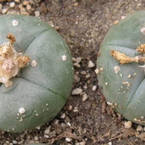Lophophora williamsii RS738A насіння