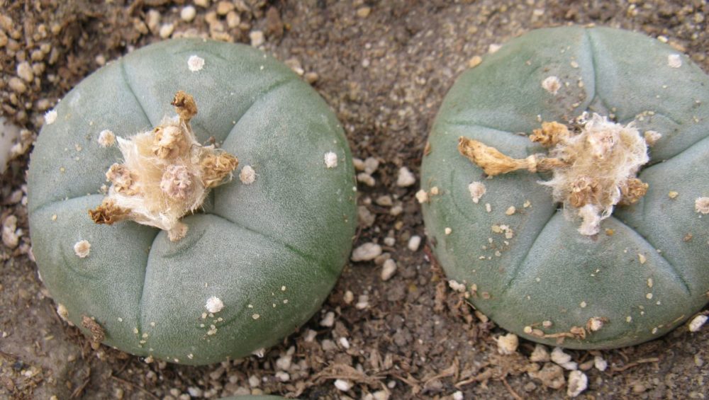Lophophora williamsii RS738A насіння