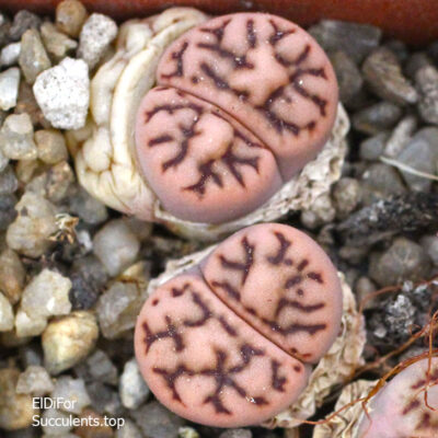 насіння lithops bromfildii C44 seeds