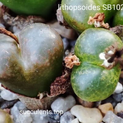 насіння conophytum lithopsoides SB1027 seeds
