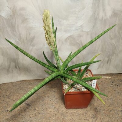 3893 Sansevieria francisii весь горшик
