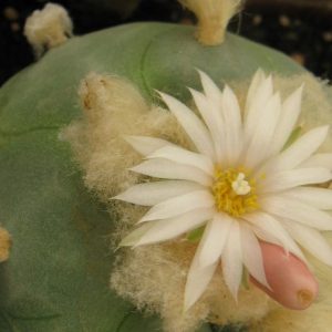 Lophophora diffusa RS476 насіння
