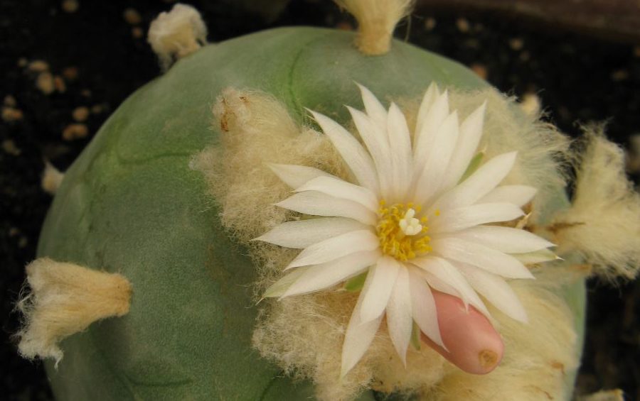Lophophora diffusa RS476 насіння
