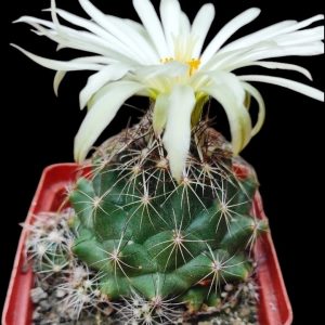 Coryphantha neglecta