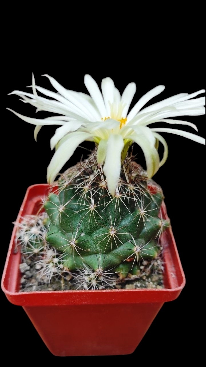 Coryphantha neglecta