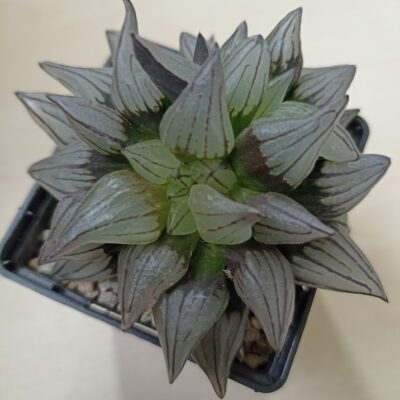 Haworthia Atrofusca Mutant Watermelon